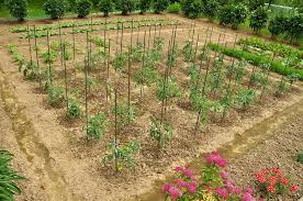 Growing conditions for warm season vegetables. Summer Crops Planting Guides Harvest To Table