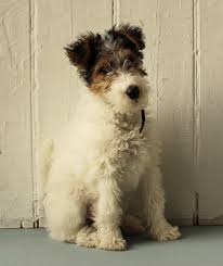 Pin By Judy Grieshop Mcneese On Wire Fox Terriers Wirehaired Fox Terrier Fox Terrier Wire Fox Terrier