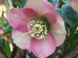 Check spelling or type a new query. Helleborus Orientalis Subsp Abchasicus