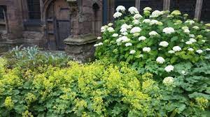 We did not find results for: Shade Garden Ladys Mantle White Hydrangea