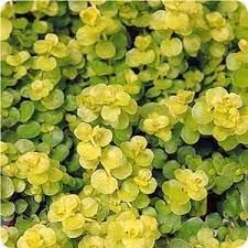Great Information For Container Gardening Ground Cover Plants Jenny Flowers Plants