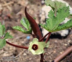 Image result for Abelmoschus