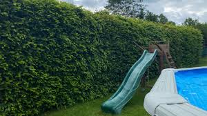 Image result for Živý plot z habru