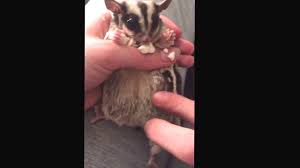 Sugar Glider Babies Moving Inside Mother S Pouch Youtube