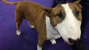 We did not find results for: Puppy Love Westminster Dog At The Heart Of A Human Romance Abc News