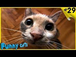 smeshnye koty i koshki 2016 prikoly s kotami i koshkami 2016 funny cat videos cats funny cats