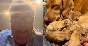 Midwife Jeremy Clarkson helps deliver 11 adorable puppies | Witney Gazette