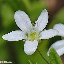 Image result for Triaspis lateriflora