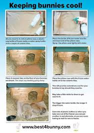 How To Keep Rabbits Cool In Summer Simple Top Tips With Images Pet Rabbit Care Bunny Care Rabbit Care