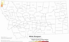 White Sturgeon Montana Field Guide