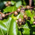 Check spelling or type a new query. What Is A Cleveland Select Pear Tips For Growing Cleveland Select Pears