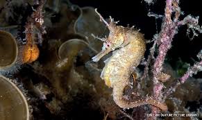 Weedy sea dragons exchange eggs from female to male. Role Reversal