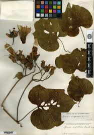 Image result for Ipomoea intrapilosa