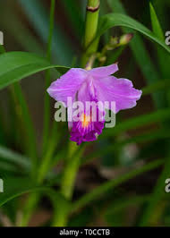 Image result for Thunbergia graminifolia