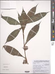 Image result for Coleotrype