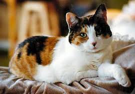 Black And White Cat Pictures To Color Fascinating Facts And Cute Pictures Of Calico Cats Calico Cat Names Calico Cat Girl Cat Names