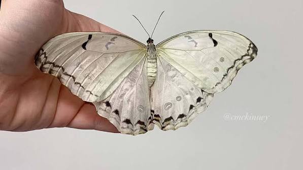 White butterflies visiting your house