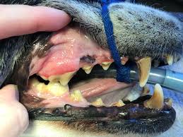 Some cats lose their teeth naturally, usually to a combination of old age and dental disease. How Should I Take Care Of My Cat Or Dog S Teeth Rspca Knowledgebase