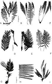 Image result for Blechnaceae