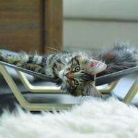 Gift them this plush lounge hammock to sleep and hang out in. Beonebreed Cat Hammock Bed Only Natural Pet