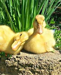 Wryneck occurs when the neck muscles twist beyond their usual capacity, causing the head to tilt. Preventing And Treating Wry Neck In Chicks And Ducklings Fresh Eggs Daily