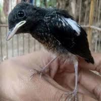 Burung decu sering di sebut juga dengan burung kacer mini, karena memiliki suara yang bervariasi lagunya, nyaring, melengking, dan volumenya keras untuk burung dengan fostur tubuh yang kecil. Jual Burung Decu Murah Harga Terbaru 2021