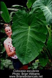 Check spelling or type a new query. Colocasia Esculenta Exotic Rainforest Rare Tropical Plants