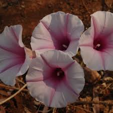 Image result for Ipomoea albivenia