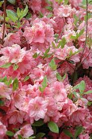 Blaauw S Pink Azalea Rhododendron Blaauw S Pink At Rutgers Landscape Nursery Pink Azaleas Beautiful Flowers Beautiful Flowers Garden