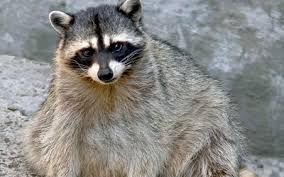 The new york state department of health recommends landlords use integrated pest management bronx county, ny kings county, ny new york county, ny queens county, ny richmond county, ny. Niagara Extermination Wildlife Removal Control Services