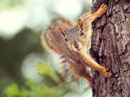 This should only be done by professionals. Smoky Wildlife Control Free Animal Removal Estimates 615 610 0962