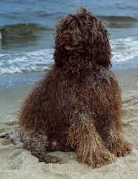 Cão de água português (de); Razze Cani Cao De Agua Portugues