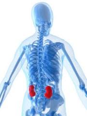 The Difference Between Kidney Pain And Lower Back Pain Lilliput Health