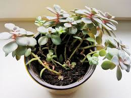 Succulents stretching under grow light. Etiolated Succulents Causes Treatments Plant Index
