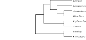 Image result for Hypertelis bowkeriana