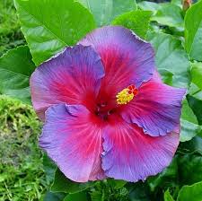 Botanically, this plant is called alyogyne huegelii. Electric Blue Hibiscus Flower Purple Hibiscus Hibiscus Plant Hibiscus Flowers