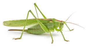 Grasshopper helps you focus on your business, so you can do what you're good at. Green Grasshopper Isolated On White Background Side View Macro Sponsored Isolated White Green Grasshop Green Grasshopper Grasshopper Stock Photos