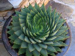 Watch the video below to learn more about types of cactus. How To Grow And Care For A Spiral Aloe Aloe Polyphylla World Of Succulents Succulent Seeds Succulents Aloe Plant