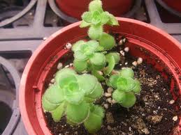 Image result for Crassula setulosa