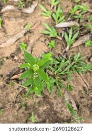 Image result for Oldenlandia angolensis