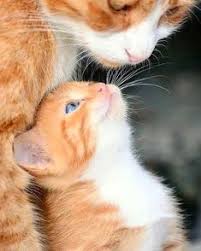 Kedi Resimleri Icin 500 Fikir 2020 Kedi Sevimli Kediler Yavru Kediler