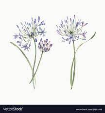 Watercolor Allium Flower Vector Image On Vectorstock Flower Drawing Floral Illustrations Allium Flowers