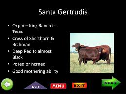 Check spelling or type a new query. Ppt Beef Breeds Powerpoint Presentation Free Download Id 2037848