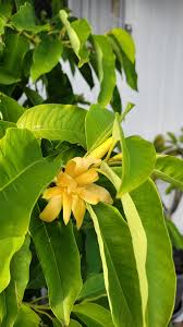 Image result for Magnolia champaca