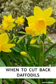 How to say daffodil pronunciation in hindi: Weatherproof Daffodils 7 Varieties For Your Garden Garden Sanity By Pet Scribbles
