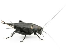 Contact super cricket insect factory on messenger. Crickets Are Invading Homes And Businesses