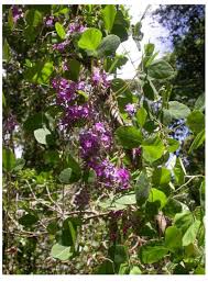 Image result for Pycnostachys ruandensis