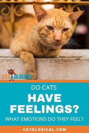 Do Cats Have Feelings What Emotions Do They Feel Cat Having Kittens Cats Cat Care