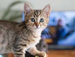 Peace lilies (mauna loa) are poisonous to cats and dogs, however i have never seen a cat eat a peace lily, if it does it is a mad cat, maybe suicidal? Indoor Plants And Flowers The Pet Friendly Guide Rspca Nsw