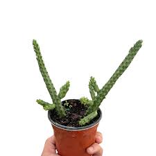 Image result for Huernia verekeri